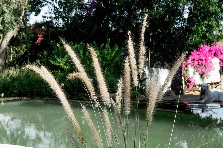 Natural Pools pond membrane, Eco green 7219 green, reinforced 1.5 mm, 1.65 m x 25 m
